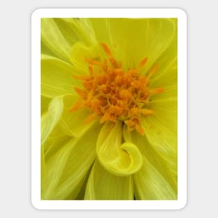 closeup macro photography of bright glowing yellow dahlia bloom with yellow gold coloured complex structured center Sticker